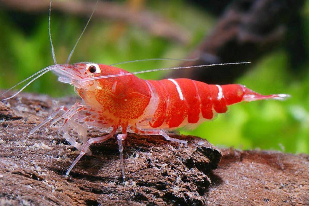 Креветка ракообразное. образ жизни и среда обитания креветки | животный мир