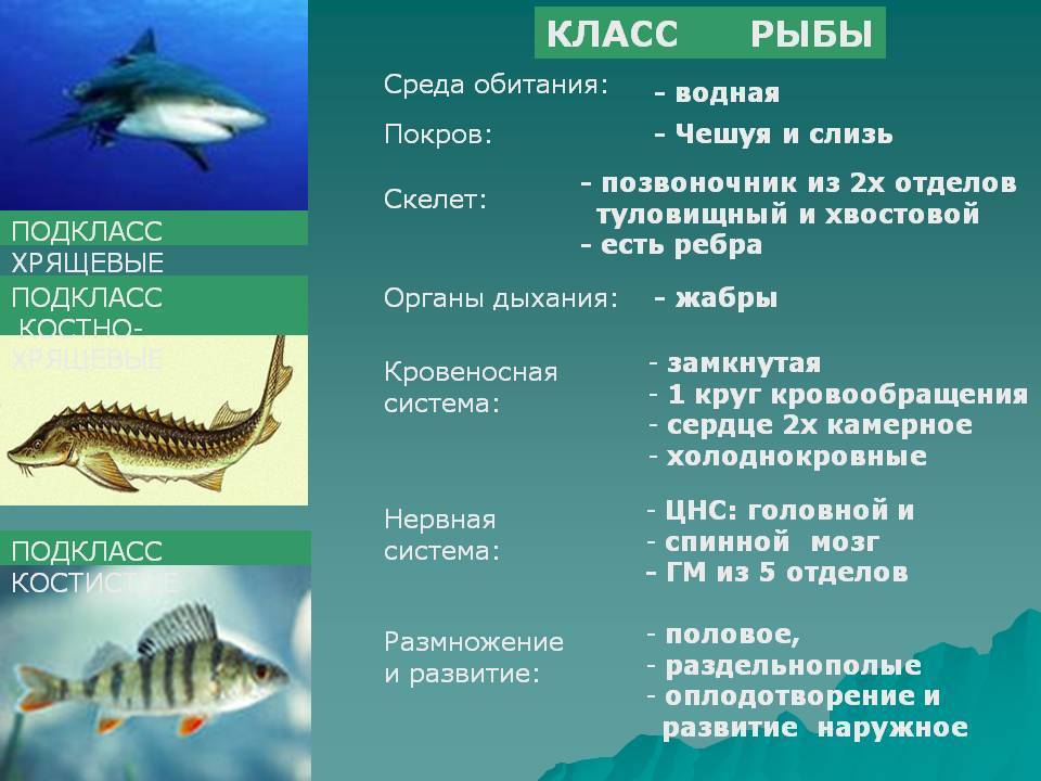 Рыбы биология 2 класс. Классы рыб. Позвоночные рыбы. Представители класса риби. Позвоночные рыбы представители.