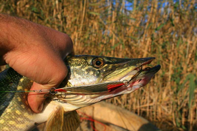Рыбалка на щуку в сентябре: на что ловить, выбор приманки