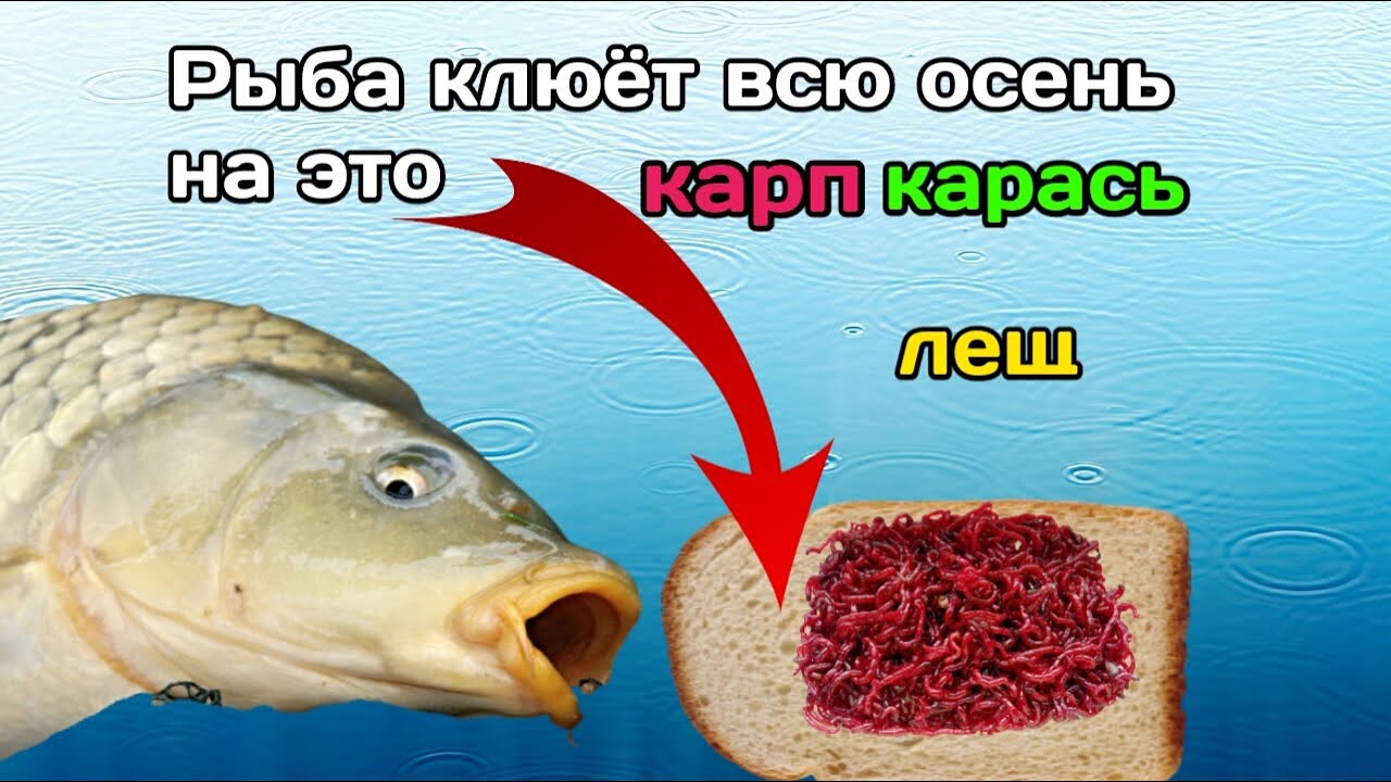 Прикормка для леща - рецепты весной, летом, зимой и осенью, как приготовить своими руками в домашних условиях?