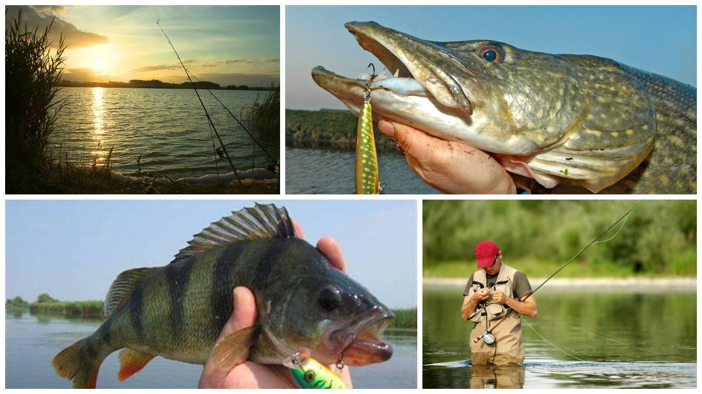 Рыбалка в савельево платная - цены, отзывы и видео ловли в савельево