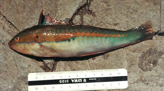 Морской юнкер фото и описание – каталог рыб, смотреть онлайн