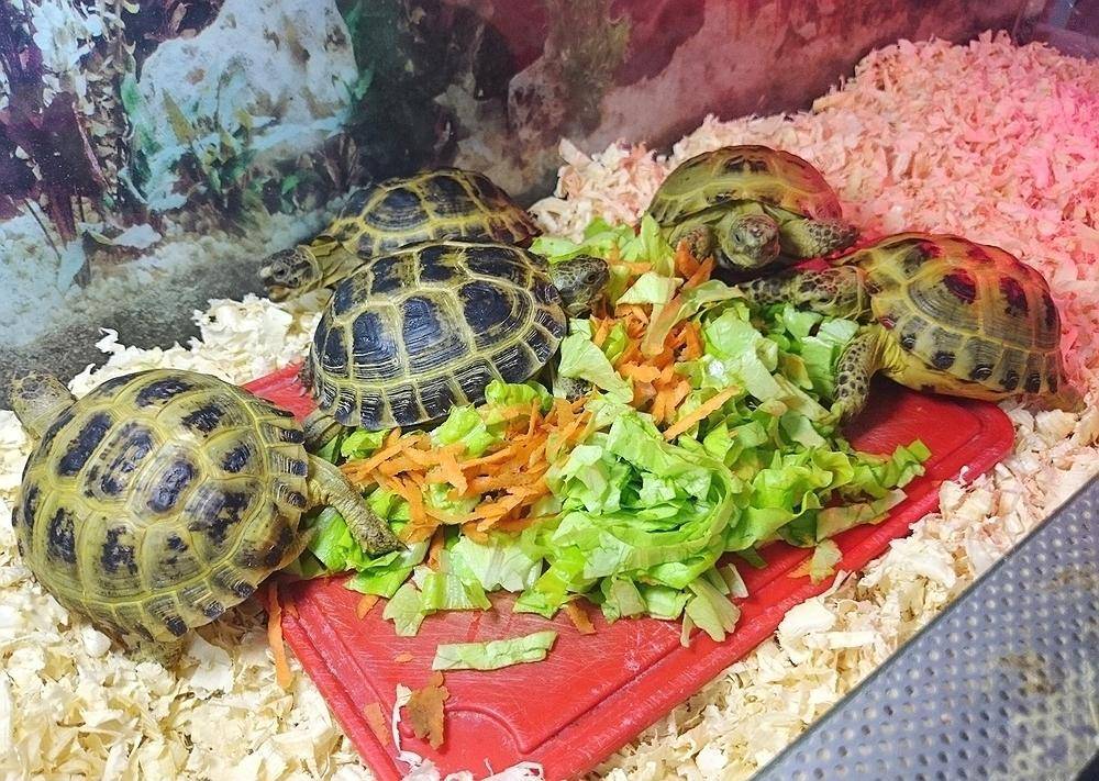 Чем можно и нельзя кормить красноухих черепах?