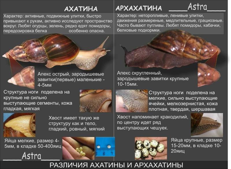 Каких сухопутных улиток обычно держат дома — общие правила содержания и ухода