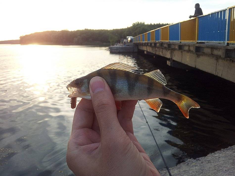 На рыбалку в норвегию. место, где сбываются мечты рыболовов.