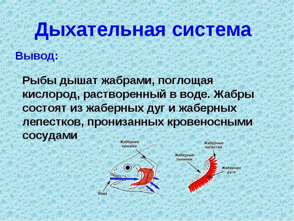 Жаберные дуги рыб. функции жаберных дуг