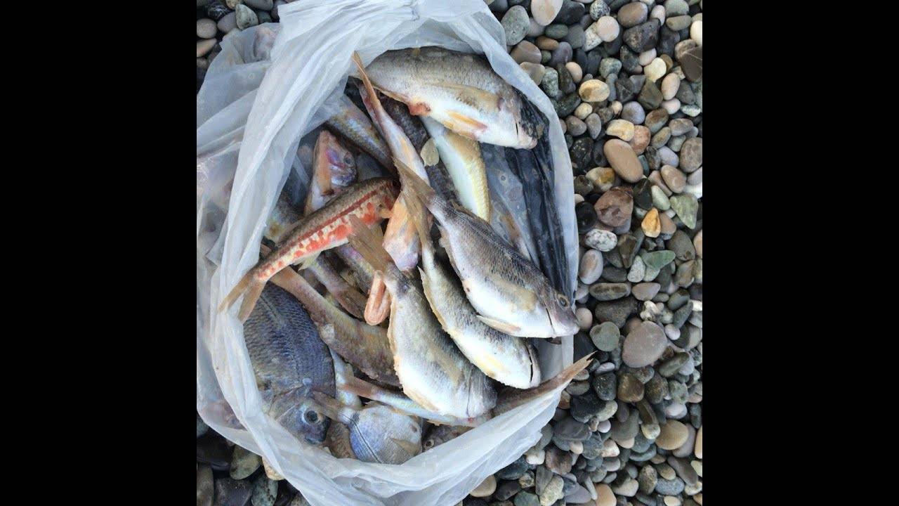 Рыбалка на азовском море - все про рыбалку