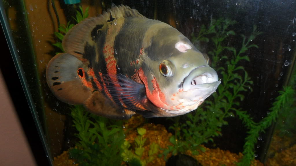Гексамитоз (дырочная болезнь) рыб: симптомы, лечение, профилактика | zoodom