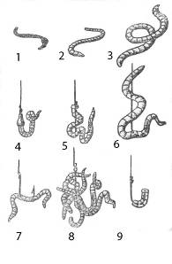 Правила и особенности насаживания червей