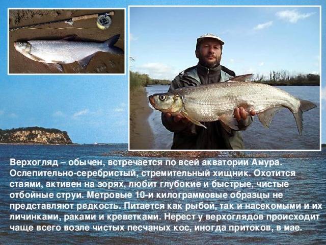 Рыба гольян - описание, как найти, особенности ловли