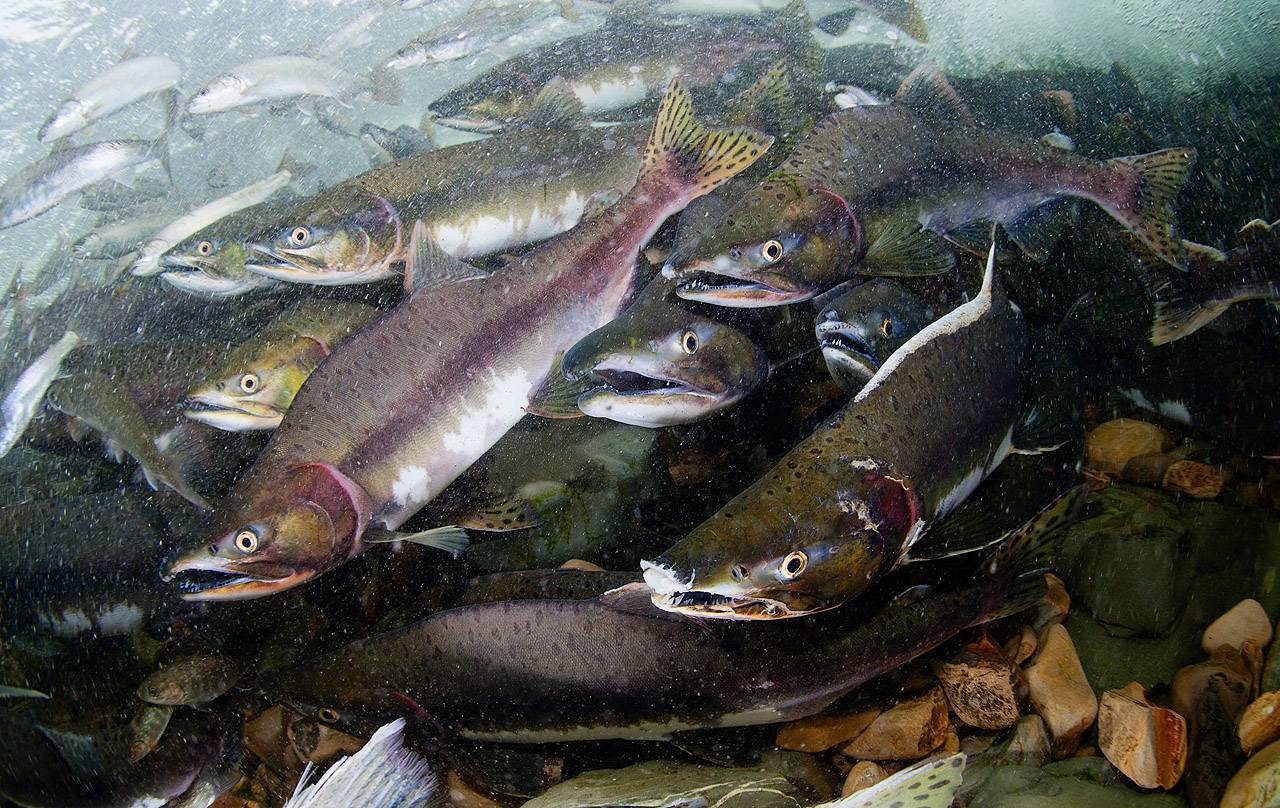 рыбы ладожского озера фото и названия