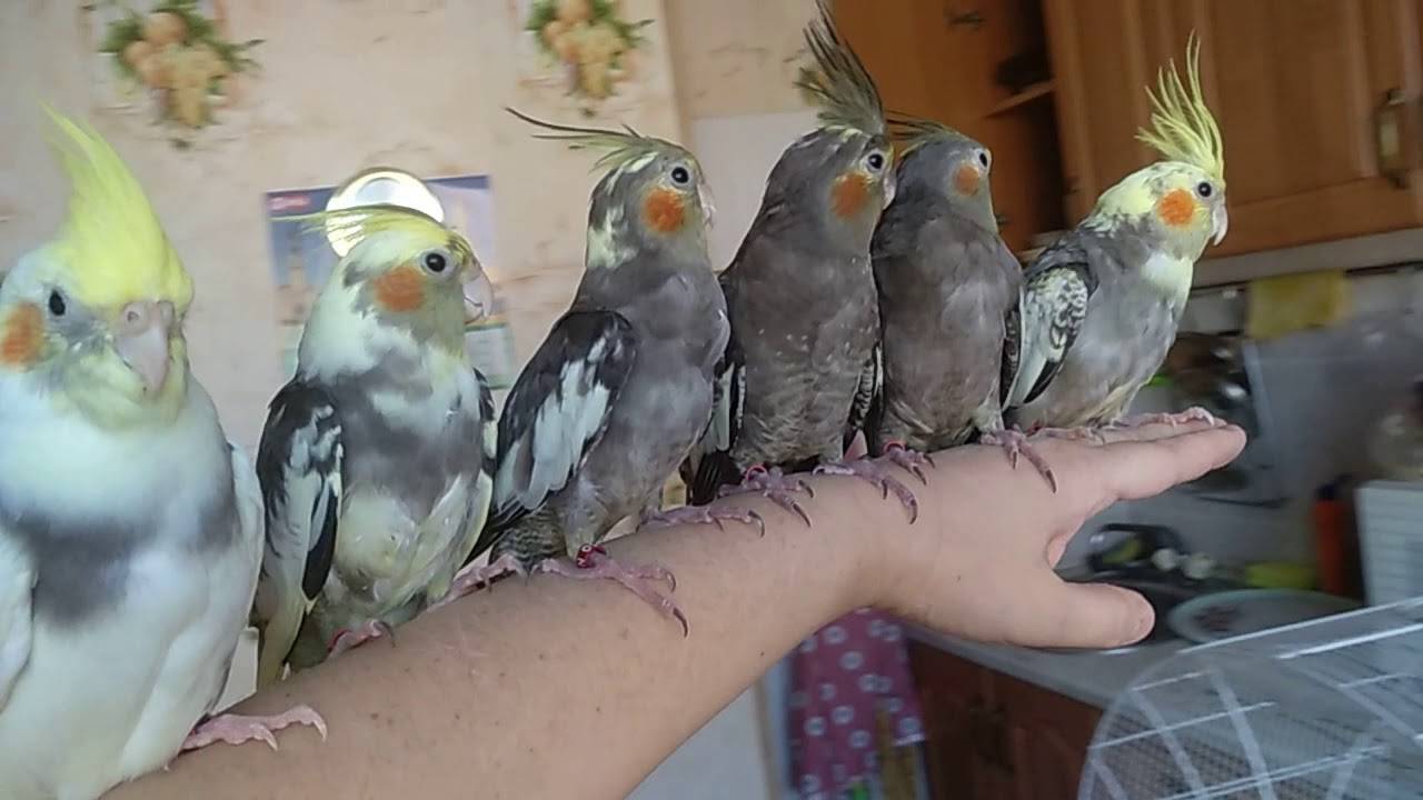 Как содержать в домашних условиях попугаев корелла