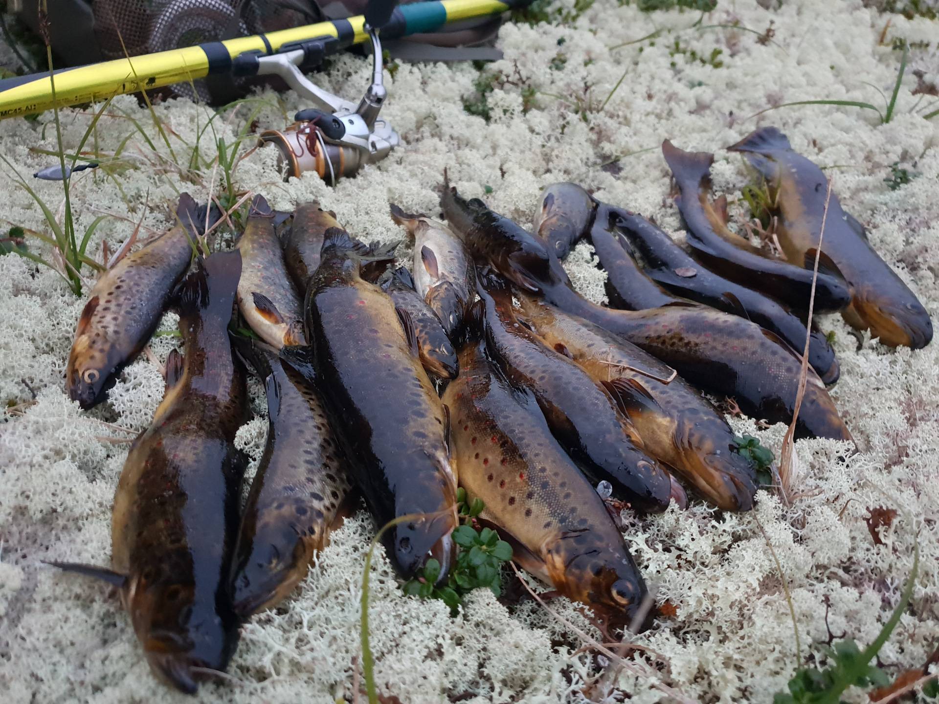 Рыбалка на кольском полуострове: платные и бесплатные водоемы, лицензии, базы отдыха | berlogakarelia.ru