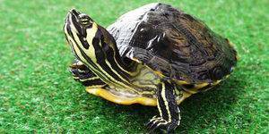 какое время красноухая черепаха может находиться без воды