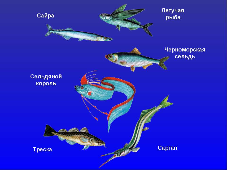 Морские рыбы фото с названиями для детей