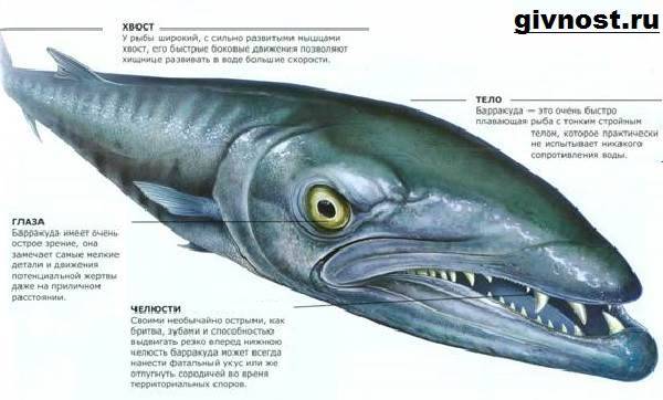 Барракуда — рыба такая разная
