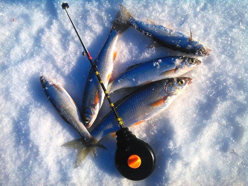 Ловя уклейки весной – особенности целенаправленной ловли этой рыбы