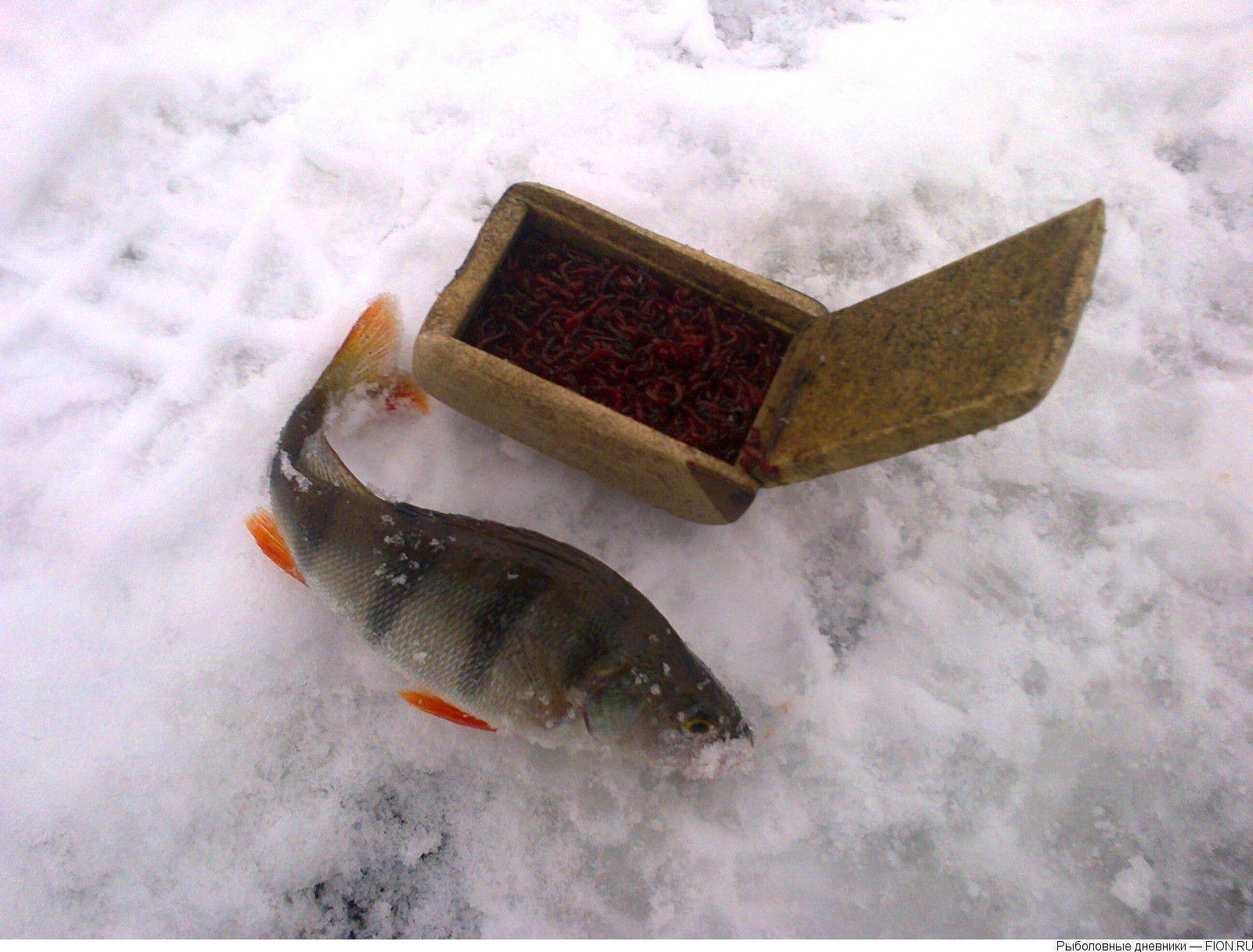 Рыбалка на химкинском водохранилище: как добраться на левый берег химок, выбор снастей, наживок