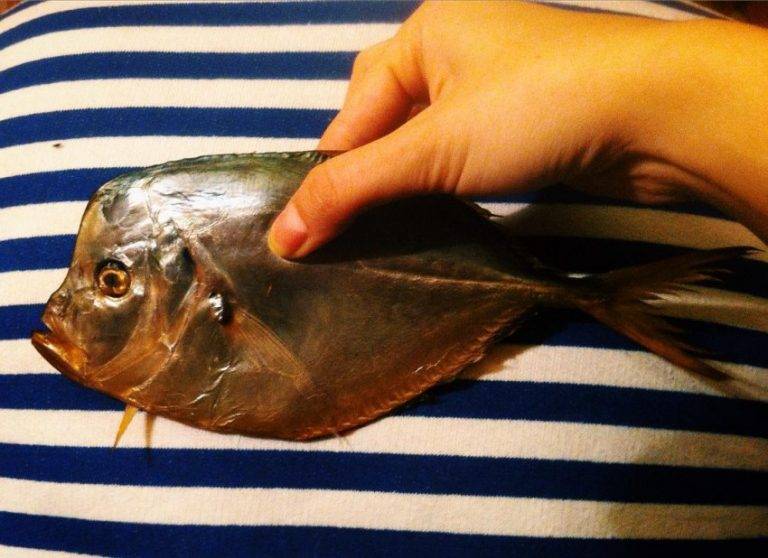 Самые ядовитые рыбы на земле: фото и описание