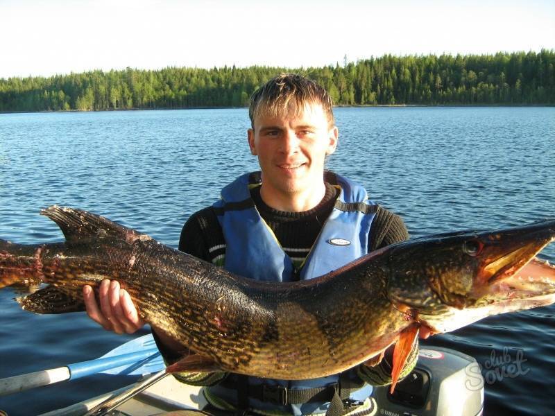 Ловля на ладоге, как ловить на ладоге, рассказ — рыбалка в россии || рыбалка на ладожском озере использование трубы