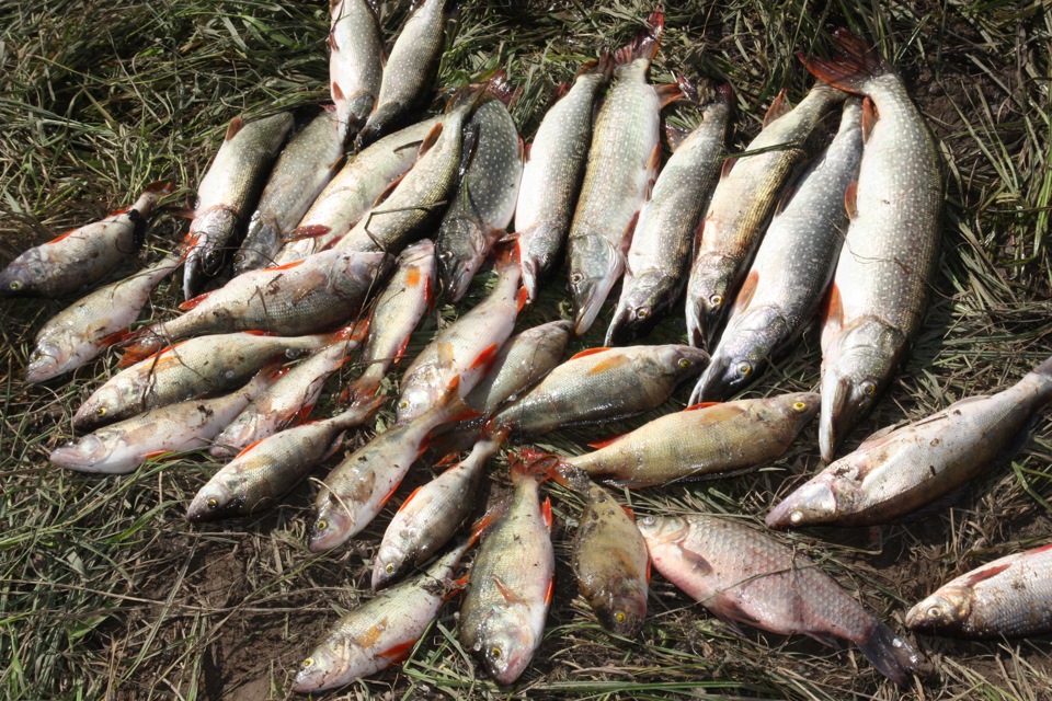 Рыбалка в Томске — особенности, какая рыба водится, лучшие места для ловли