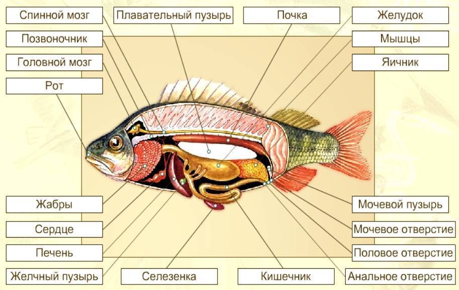 Окунь: описание рыбы, условия обитания, образ жизни, виды, ловля и разведение