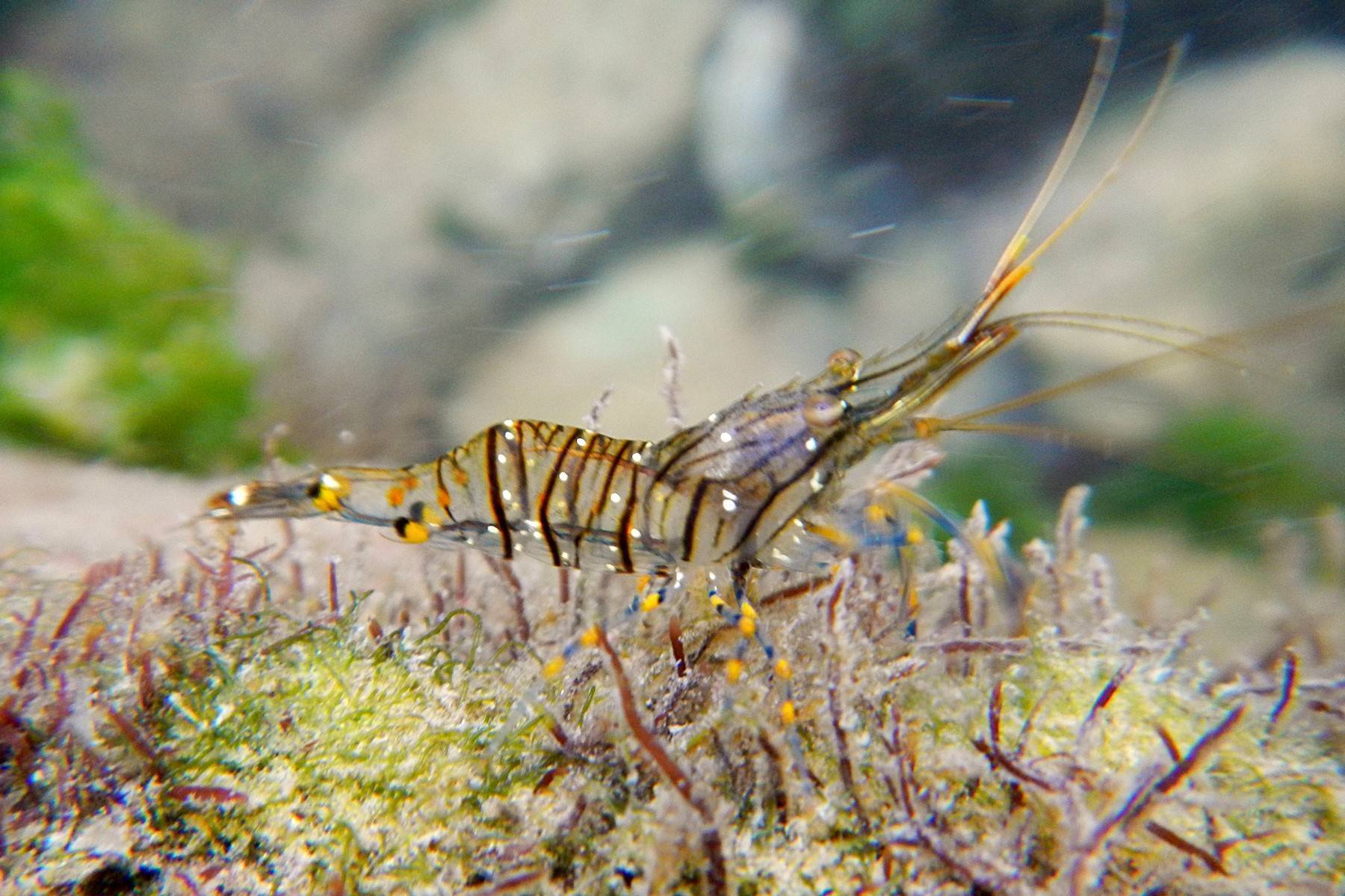 Как ловить креветки: лучшие советы для успешной креветки | выживание в дикой природе