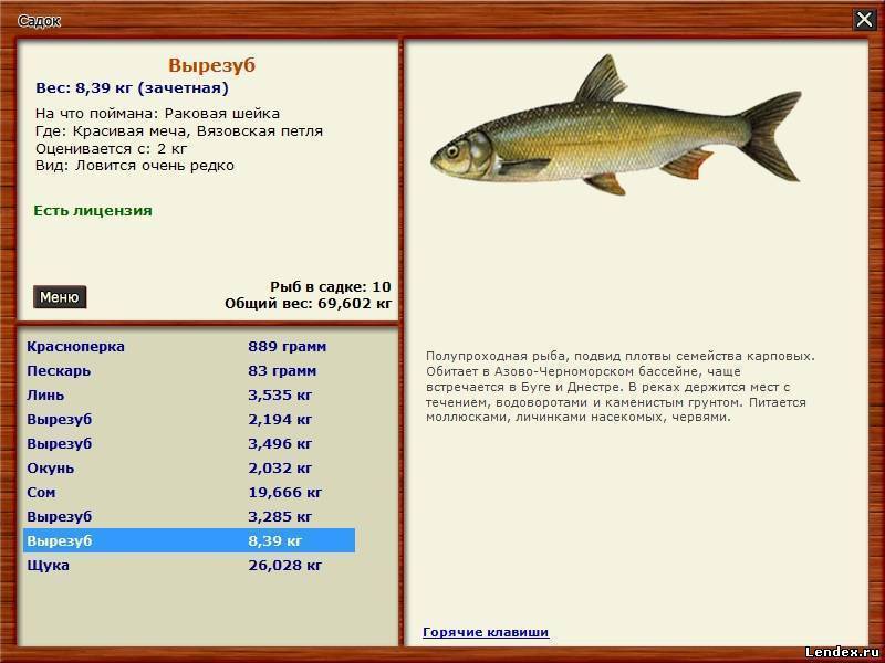 Характеристика рыбы вырезуб: описание, чем отличается от остальных представителей семейства, процесс ловли