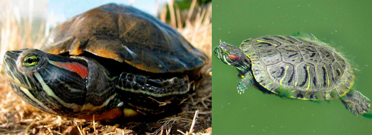 Сколько красноухая черепаха может прожить быть без воды? - твой питомец