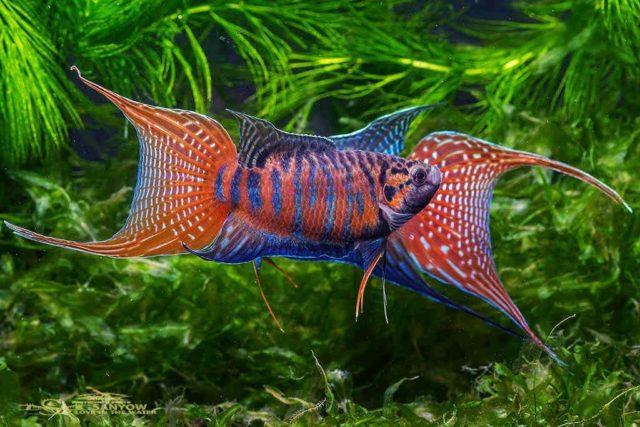 Лабиринтовые аквариумные рыбки: описание видов