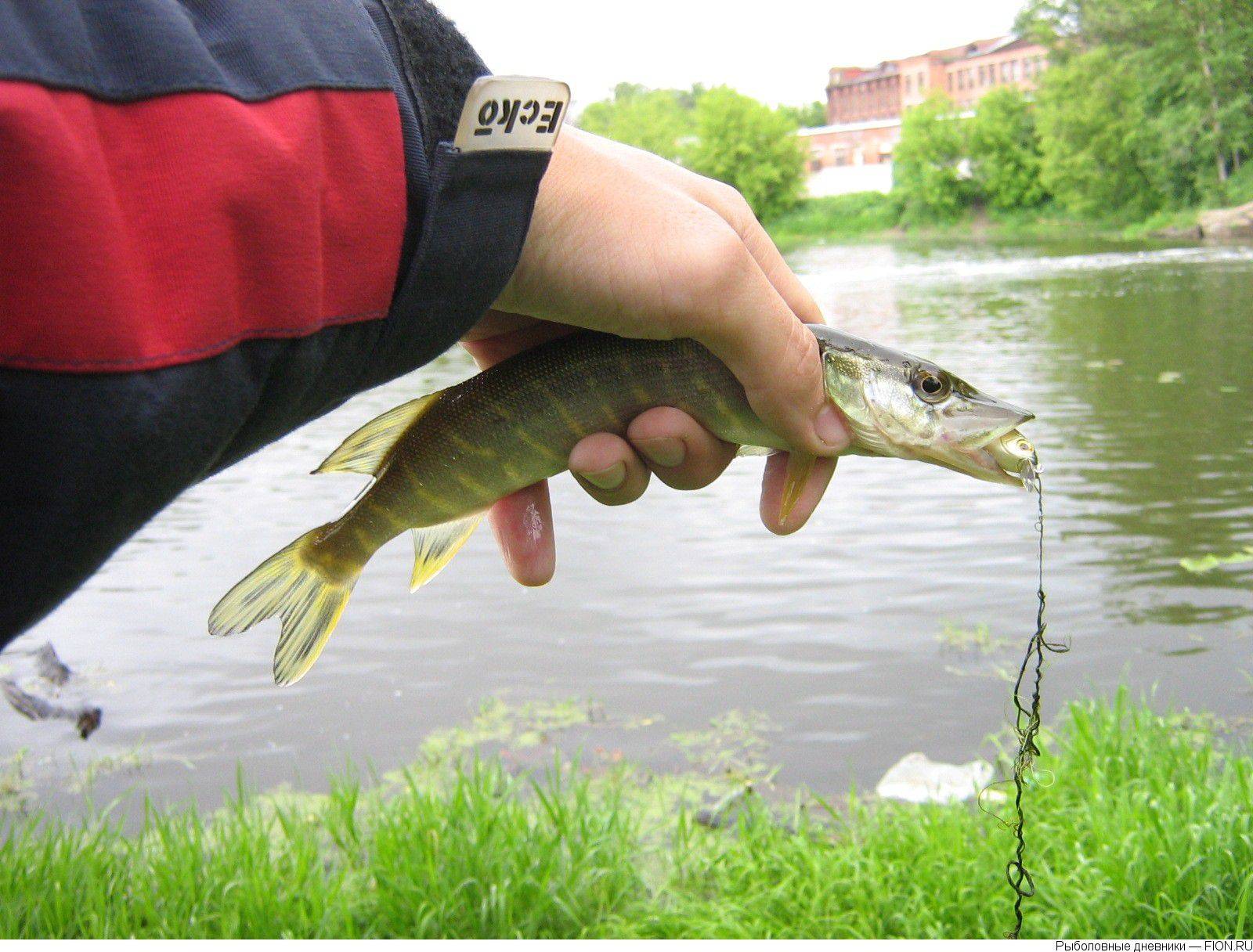 Рыбалка в московской области. реки, озера, водохранилища