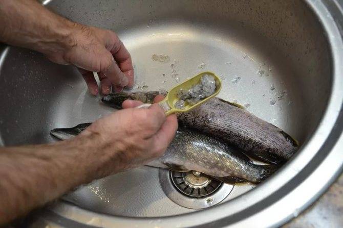 Как чистить речную рыбу от чешуи и слизи