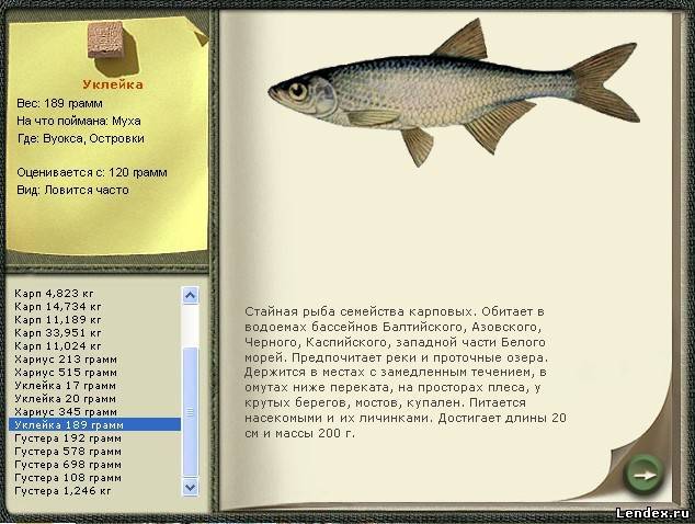 Уклейка: рыба уклейка фото и описание, нерест, способы ловли, образ жизни, блюда из уклейки