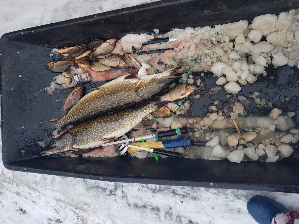Свежие новости с водоемов – питерский клуб рыбаков ладога