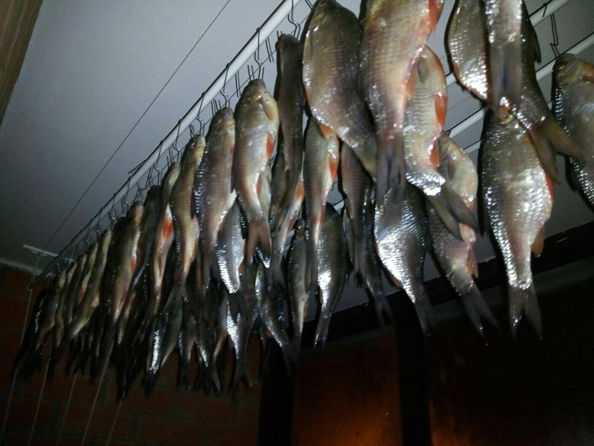 Сколько нужно солить рыбу для сушки