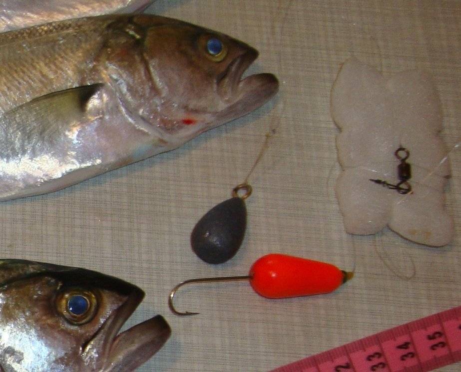 Ловля луфаря: что это за рыба и какие снасти применять при ее ловле