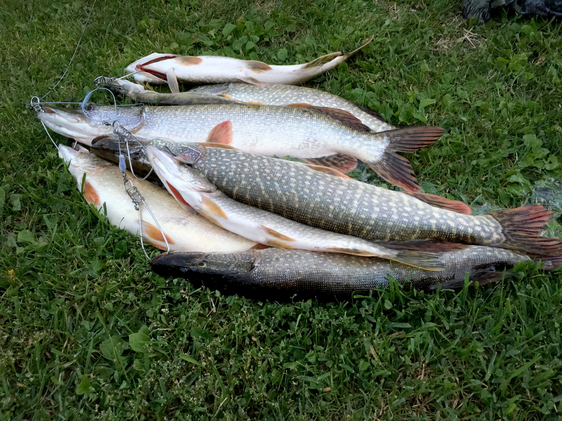 Рыбалка на иртыше: особенности ловли рыбы на реке, эффективная тактика