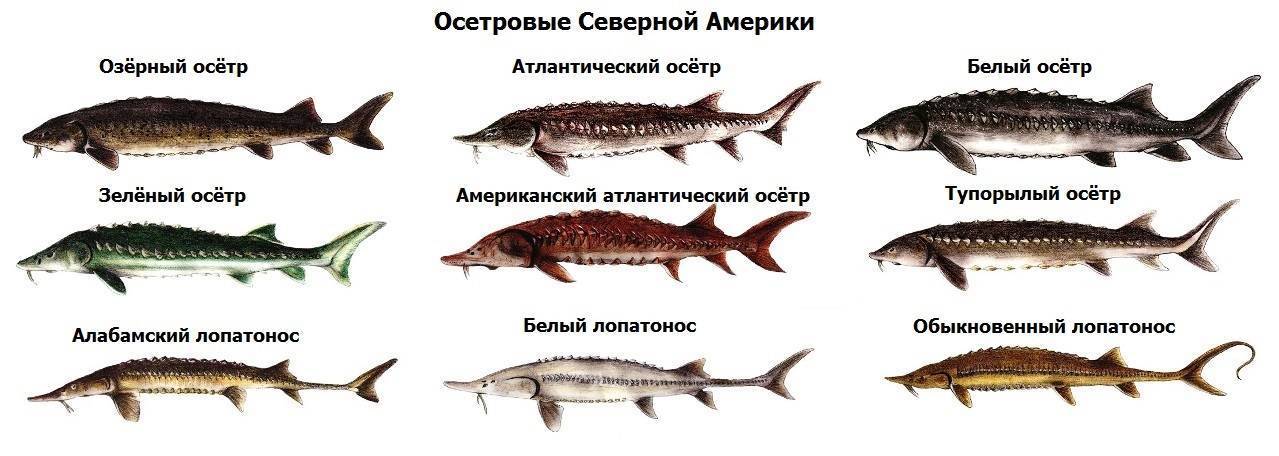 Какой самый большой осетр в мире? представители осетровых рыб.