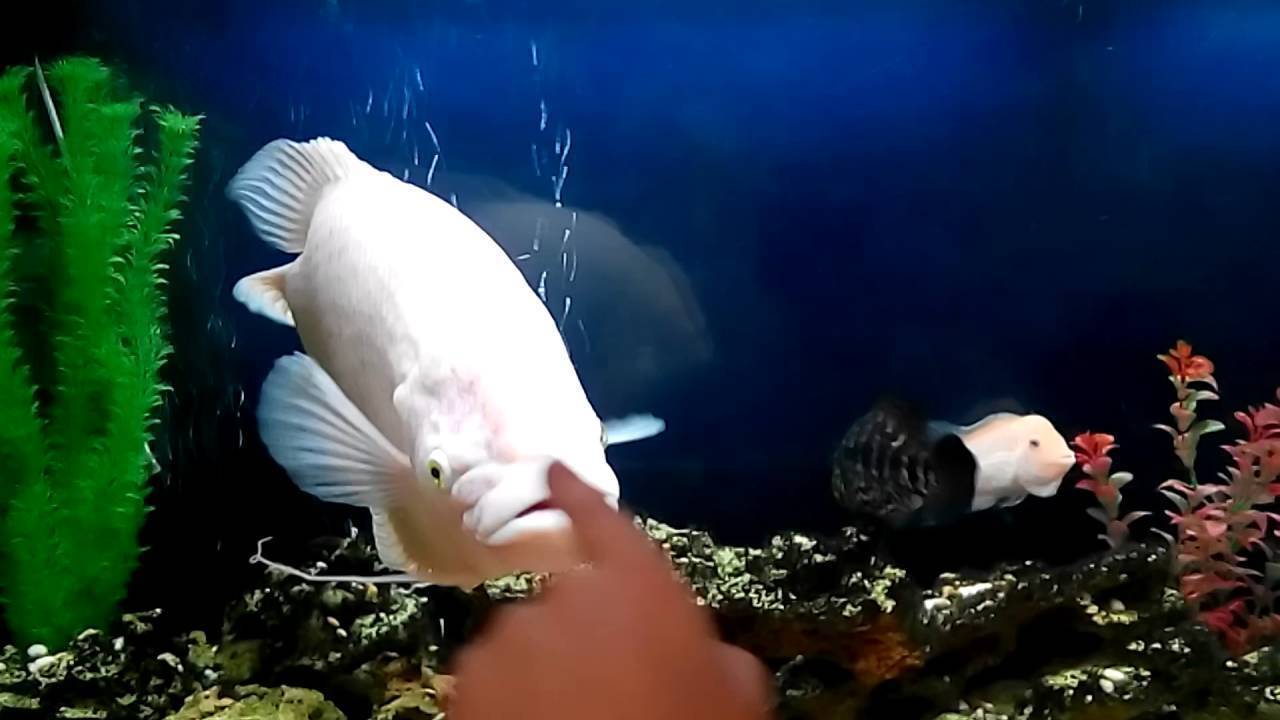 Спят ли рыбы в аквариуме и как это можно понять?