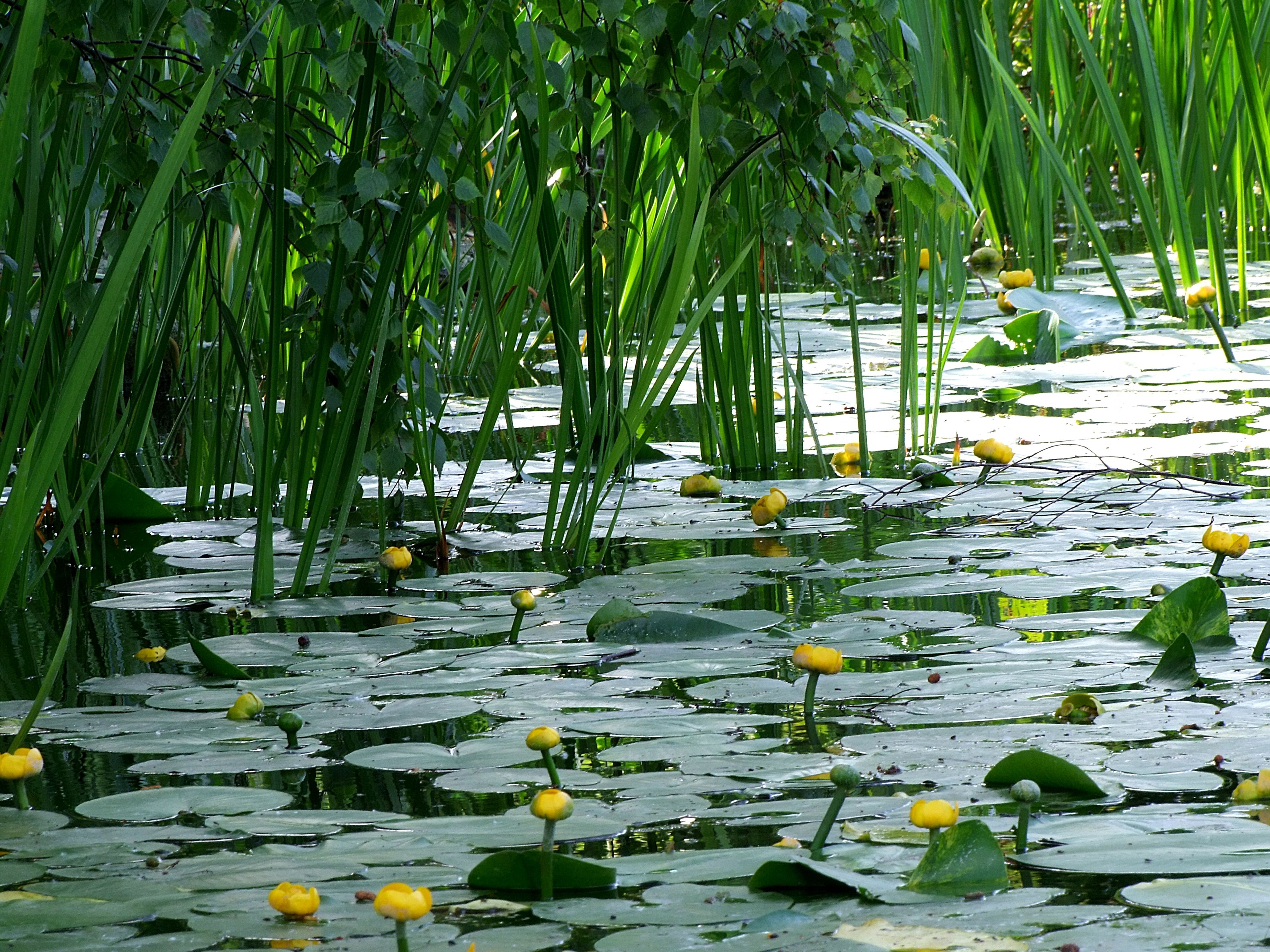 Водные растения, растущие в прудах, и их названия
