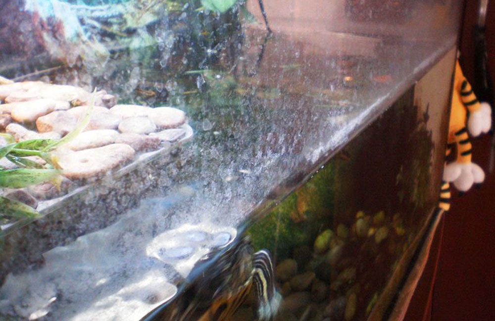 Белый налет на стенках аквариума - что делать? | аквариумные рыбки
