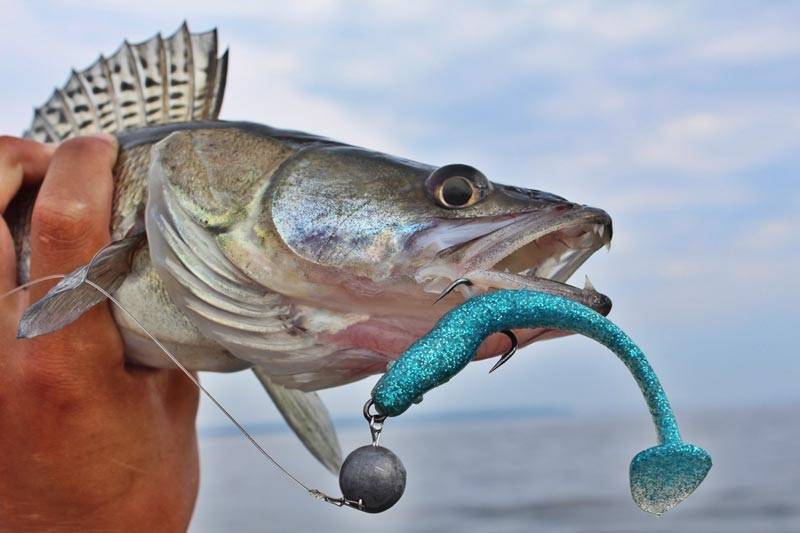 Оснастка на судака: лучшие снасти для ловли летом, их виды