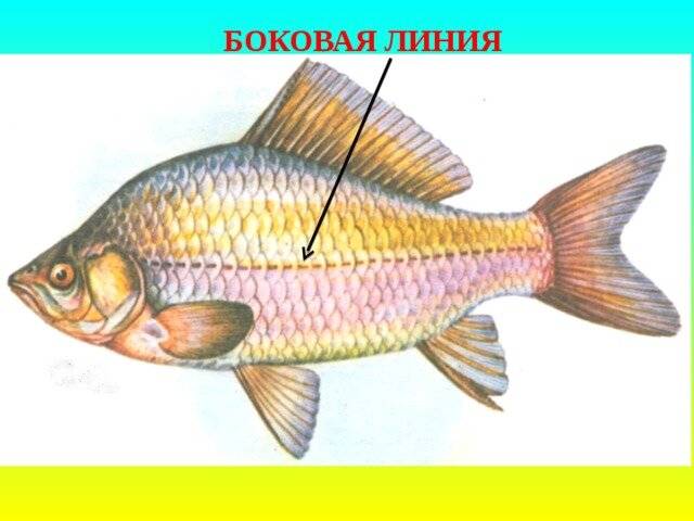 Органы боковой линии у каких рыб. Боковая линия орган чувств у рыб. Строение боковой линии у рыб. Средняя линия у рыб это орган. Органы боковой линии у рыб функции.