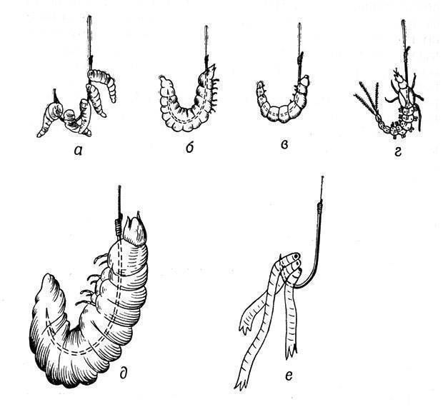 Как правильно цеплять опарыша на крючок фото