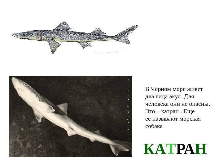 Акула катран: описание особей черноморской рыбы и места обитания пятнистой хрящевой особи