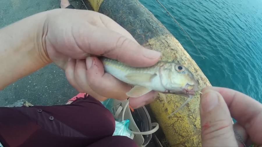 Рыбалка на чёрном море с берега: видео ловли спиннингом