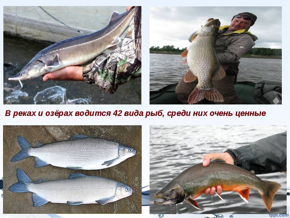 Куда поехать на рыбалку в ярославской области и ярославле и запрет 2019