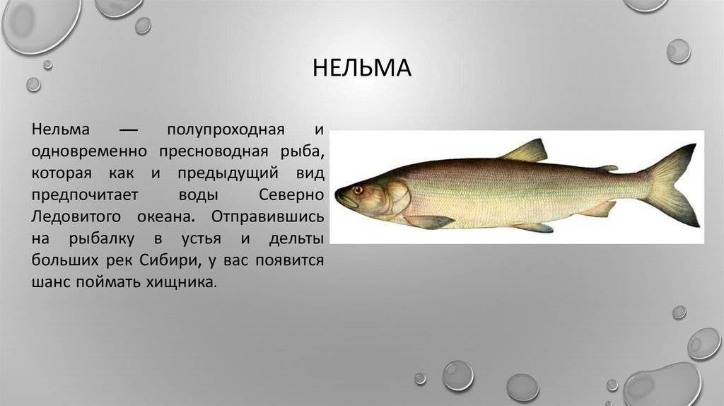 Рыба нельма или белорыбица: биологические характеристики, места ловли