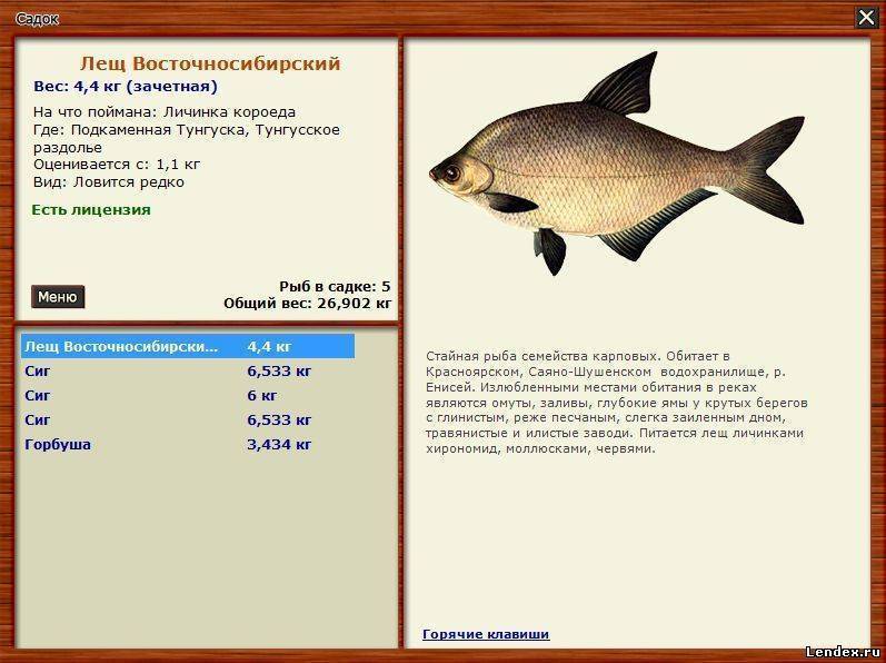 Характеристика рыбы корюшка и особенности рыбалки в разное время года