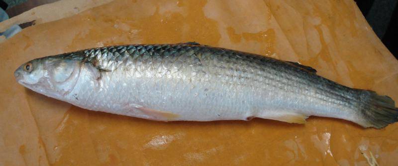 Кефаль черноморская — ловись рыбка